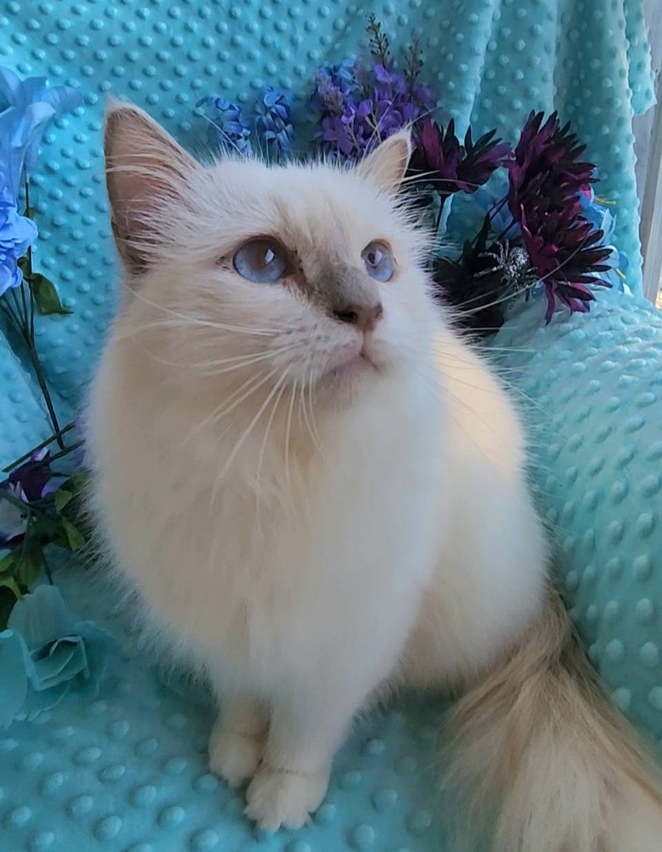 Birman Babies
